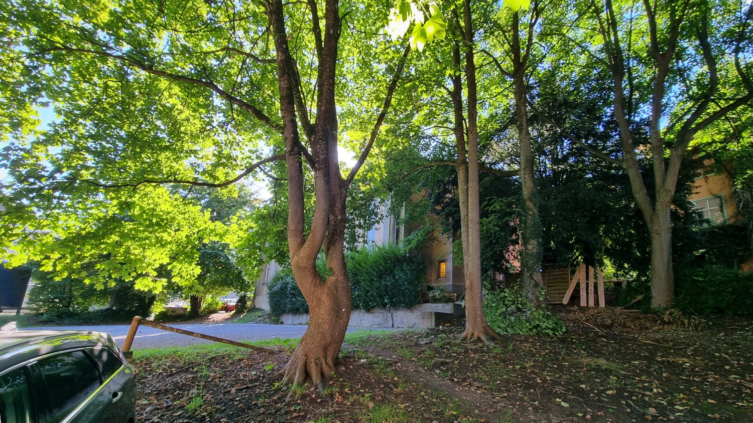 baeume platztor campus